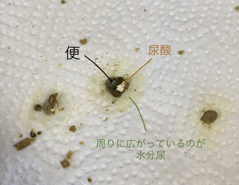 鳥さんのおしっこのお話 – ハート動物クリニック 豊橋小 …